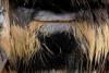 Bombus sp.